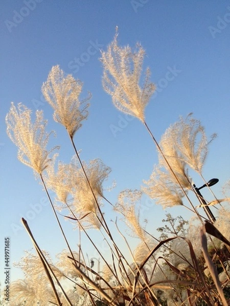 Obraz grass and sky