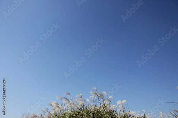 Obraz blue sky and grass
