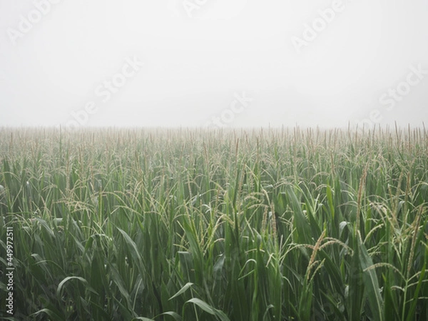 Fototapeta Fog Covered Ripening Corn Field in Summer