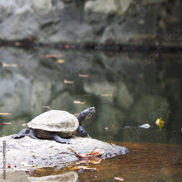 Fototapeta 池のカメ