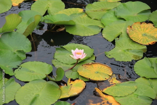 Fototapeta 淡いピンク色の花が一輪と、たくさんの丸い葉を水面に浮かせているスイレン