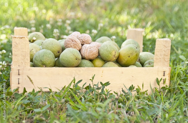 Obraz Walnuts in  a box