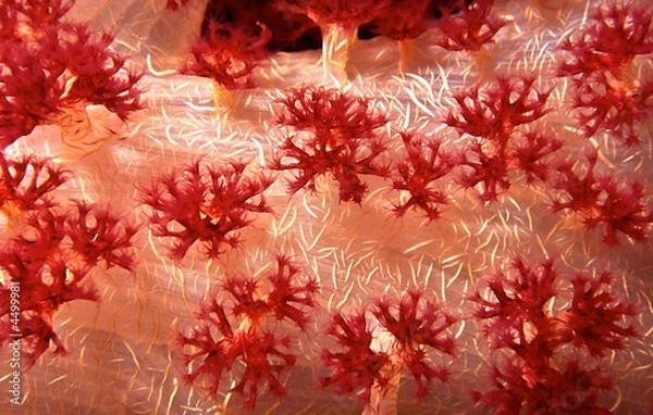 Obraz red coral