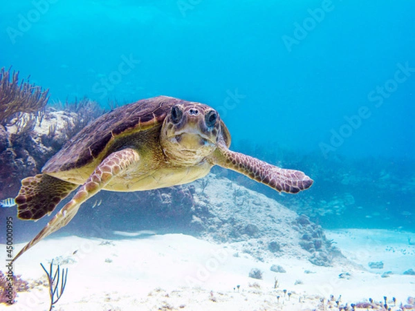 Fototapeta Une tortue curieuse vous regarde