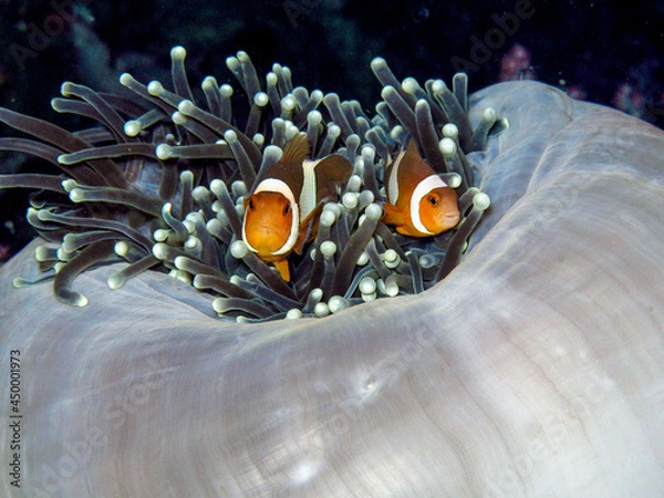 Fototapeta Un couple de poisson clown dans son anémone
