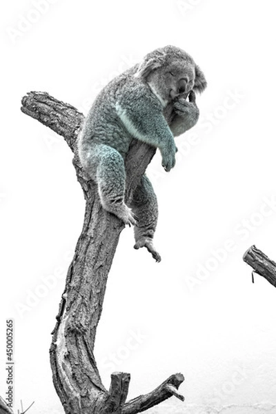 Obraz Sleeping koala on a tree in a zoo