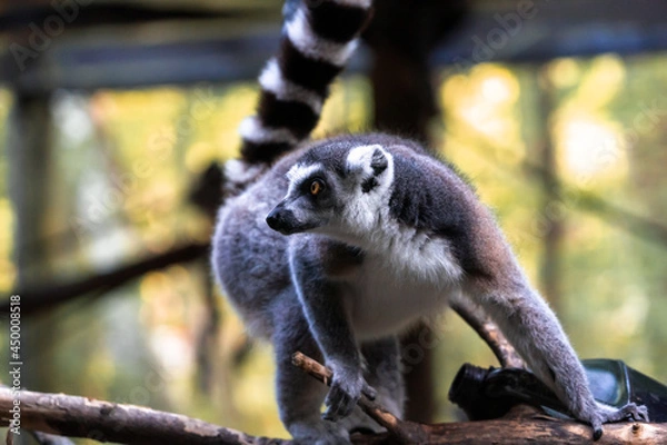 Obraz Ring Tailed Lemur on a tree branch