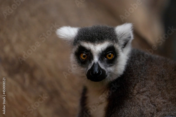 Fototapeta Ring Tailed Lemur Close up