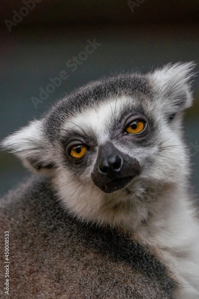Fototapeta Ring Tailed Lemur Close up