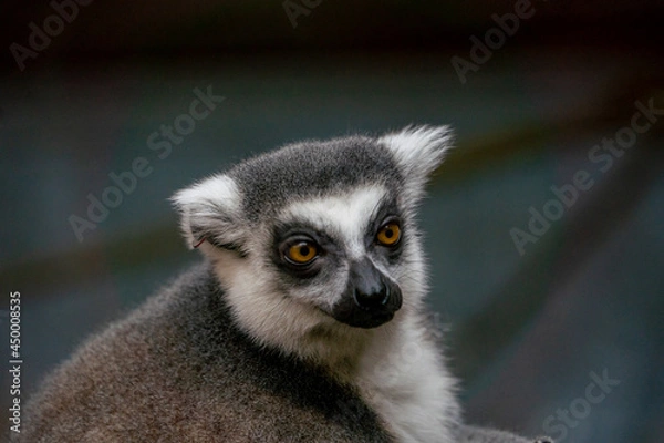 Fototapeta Ring Tailed Lemur Close up