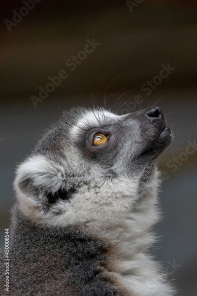 Fototapeta Ring Tailed Lemur Close up