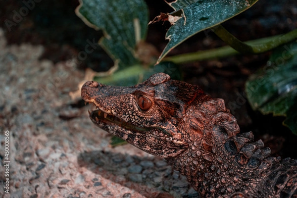 Fototapeta Crocodile close up