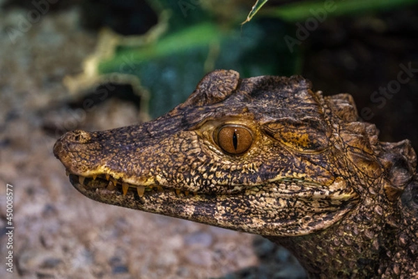 Fototapeta Crocodile close up