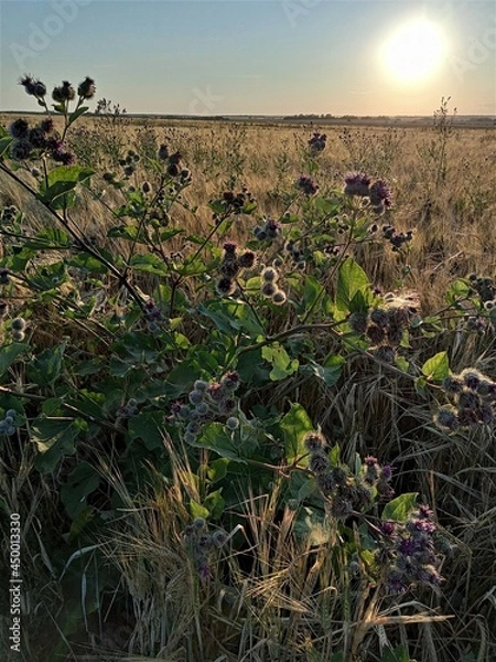 Obraz sunset over the field