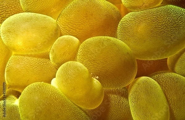 Obraz Yellow bubbles