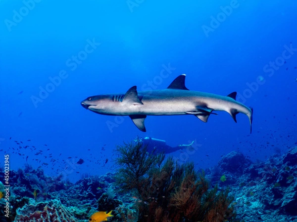 Fototapeta Whitetip shark swim on reef with scuba diver.