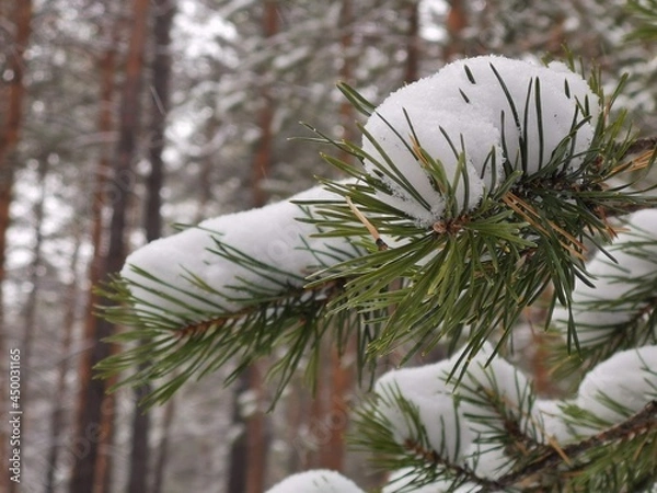 Obraz snow covered pine tree