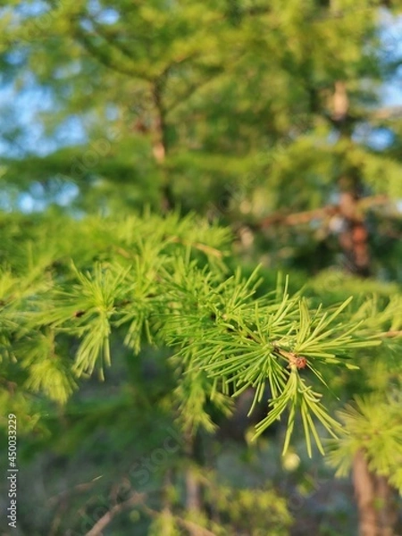 Obraz pine needles