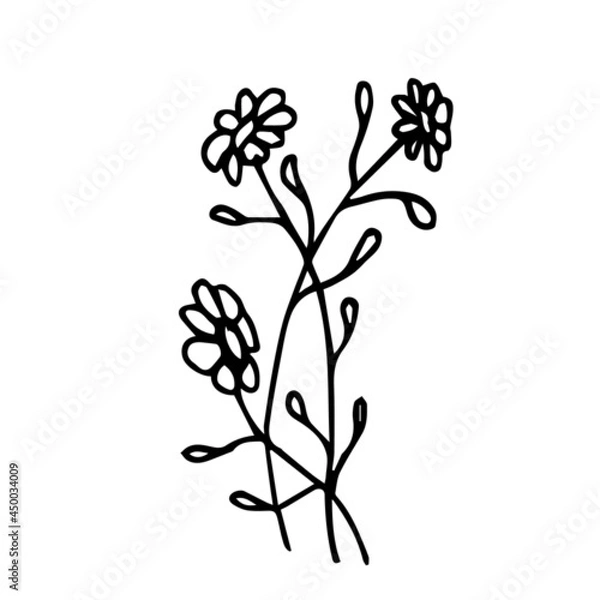 Fototapeta Doodle medicinal herb with flowers on a white background is isolated. Abstract chamomile can be used for the design of packaging of medicinal cosmetics, clothing