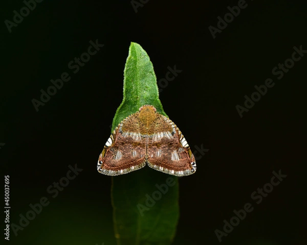 Obraz Family Ricaniidae they are so butterfly-like in appearance that they are sometimes thought of as moths.
