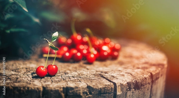 Fototapeta Ripe red cherry lying on tree stump in the sun