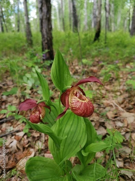 Obraz red and yellow flower