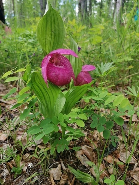 Obraz red rose in garden