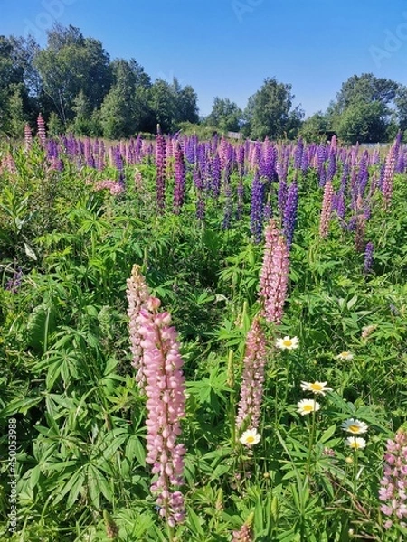 Obraz flowers in the park