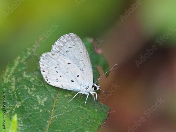 Fototapeta ルリシジミ
