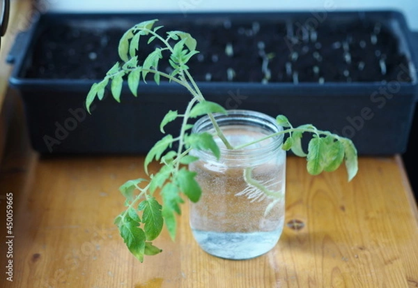 Fototapeta Tomato sprout with roots in a jar of water, ready for planting, against the background of a box with small sprouts of tomatoes.Agricultural background.
