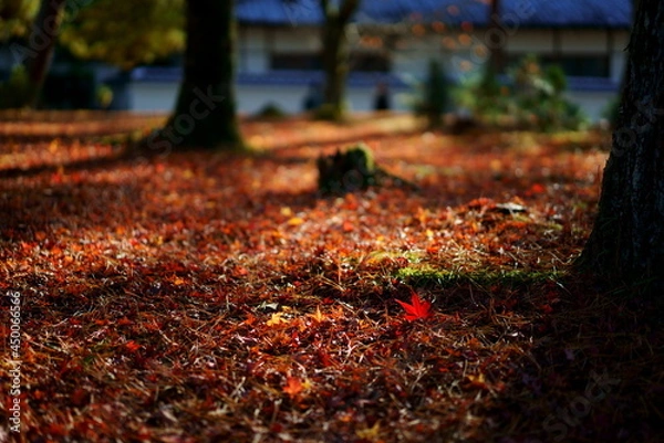 Obraz 紅葉した落ち葉