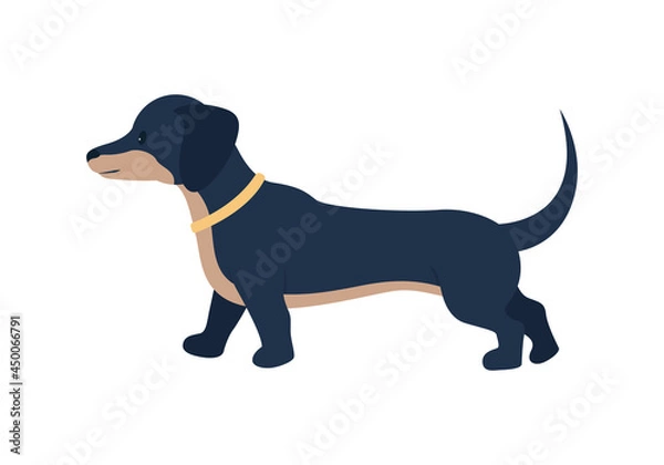 Fototapeta Adopting dachshund dog semi flat color vector character. Full body animal on white. Long-bodied puppy wearing collar isolated modern cartoon style illustration for graphic design and animation