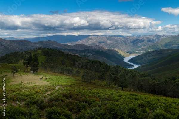 Fototapeta A group of Garranos wild horses with the Alto Lindoso reservoir on the background, at the Peneda Geres National Park, in Portugal