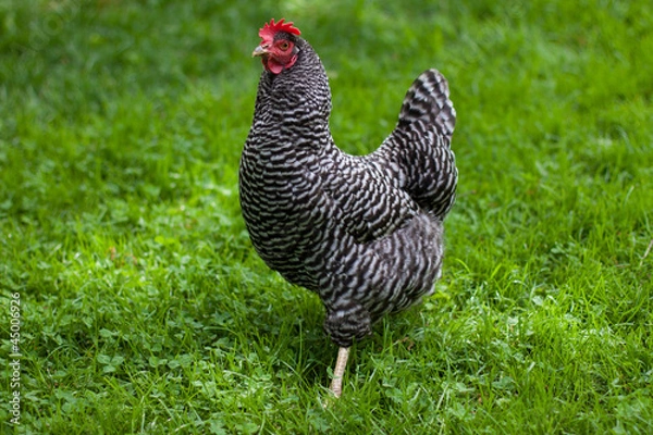 Obraz Barred Rock Hen in Grass
