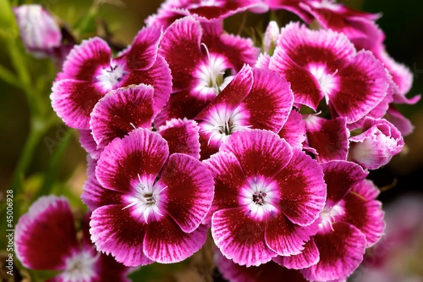 Obraz Różowy czerwony słodki Williams