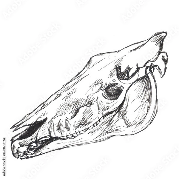 Fototapeta A horse's skull on a white background.