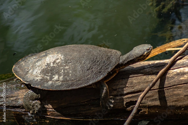 Obraz turtle on a log
