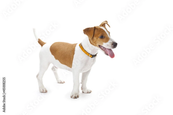Obraz Puppy Jack Russell