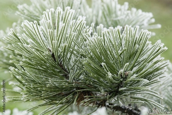 Fototapeta Frost deposits on pine needles