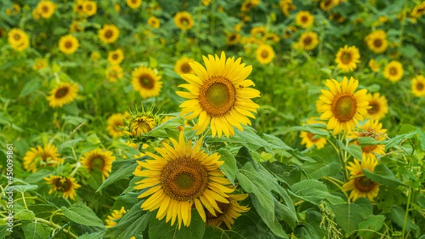 Fototapeta ひまわり畑と青空の背景画像