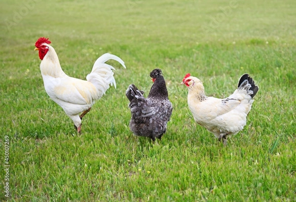 Obraz A rooster with chickens graze on the green lawn