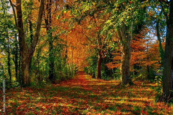 Obraz Autumn Forest Path