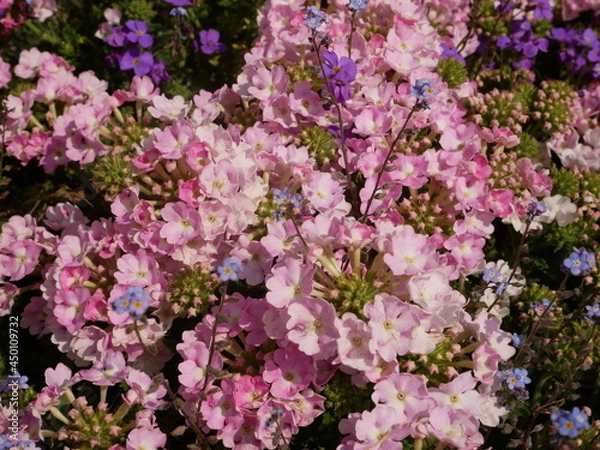 Obraz Plantes multicolores 