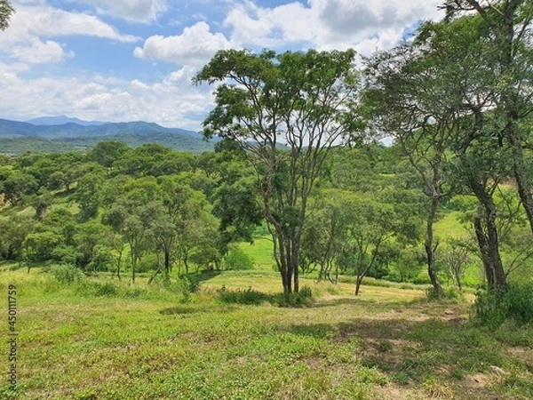 Obraz tree in the field