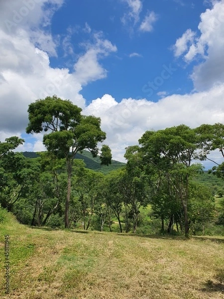 Obraz landscape with trees