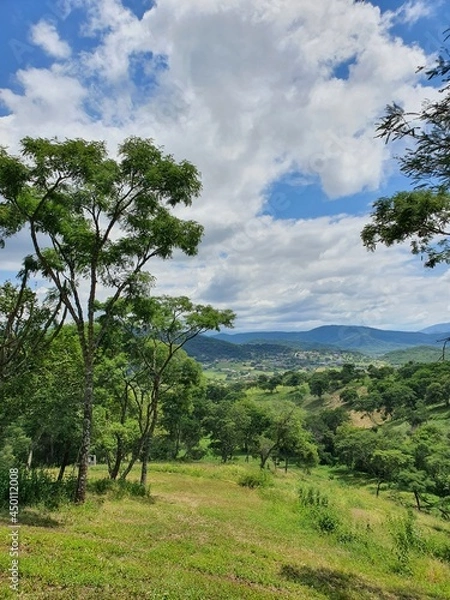 Obraz landscape with trees