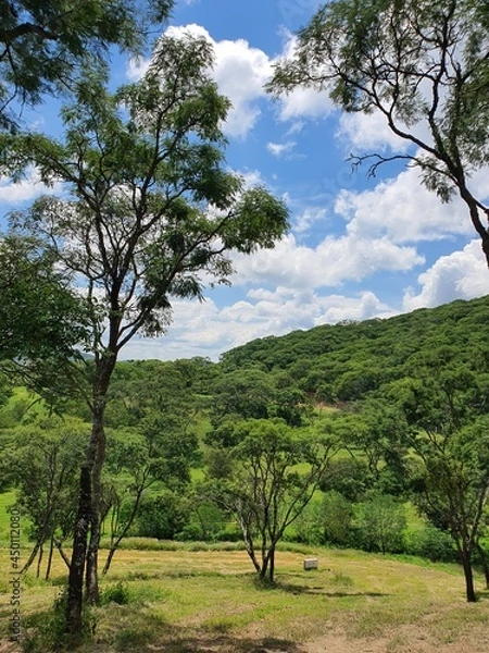 Obraz landscape with trees