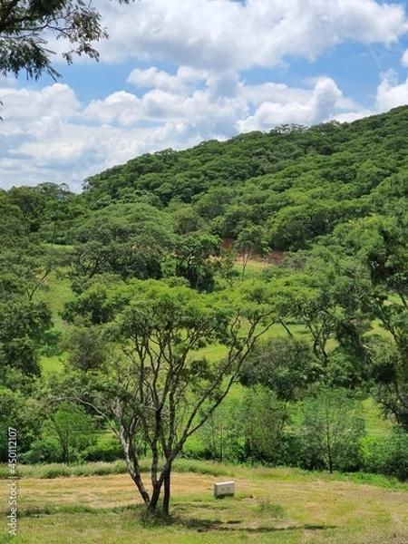 Obraz landscape with trees