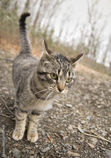 Obraz Gato en el bosque