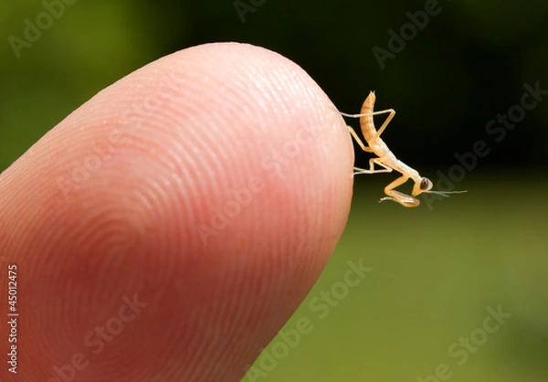 Fototapeta Newborn praying mantis nymph at the tip of a finger.